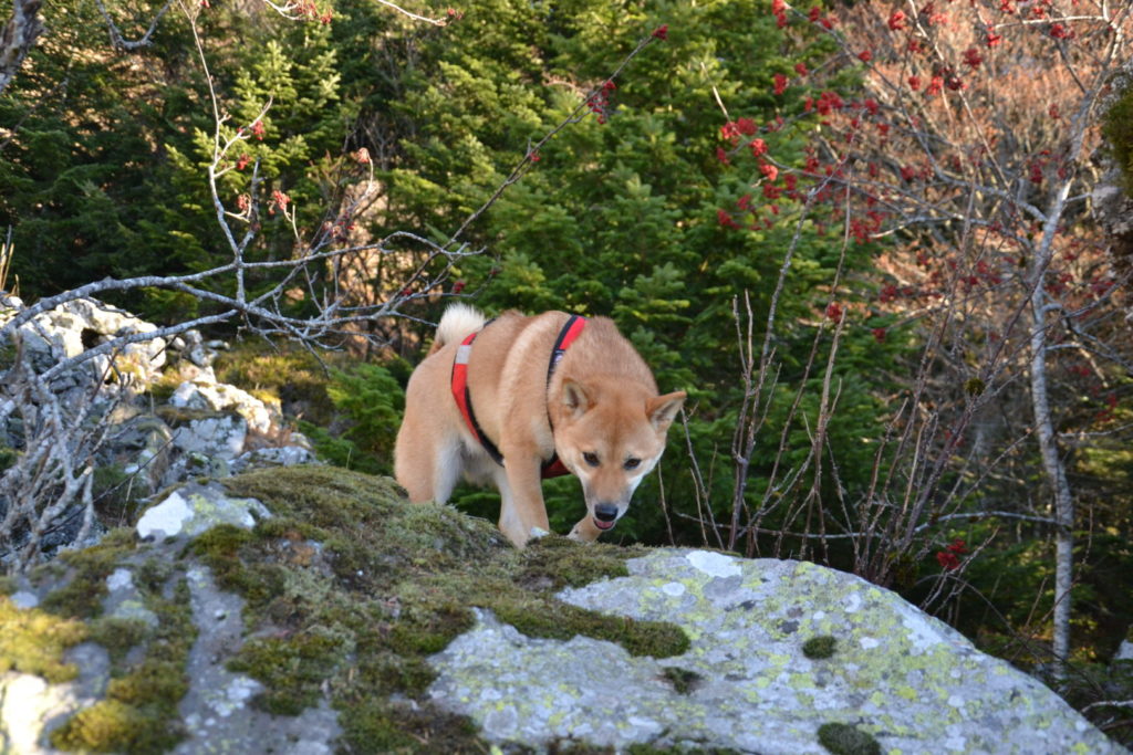 Shiba Inu en piste de mantrailing