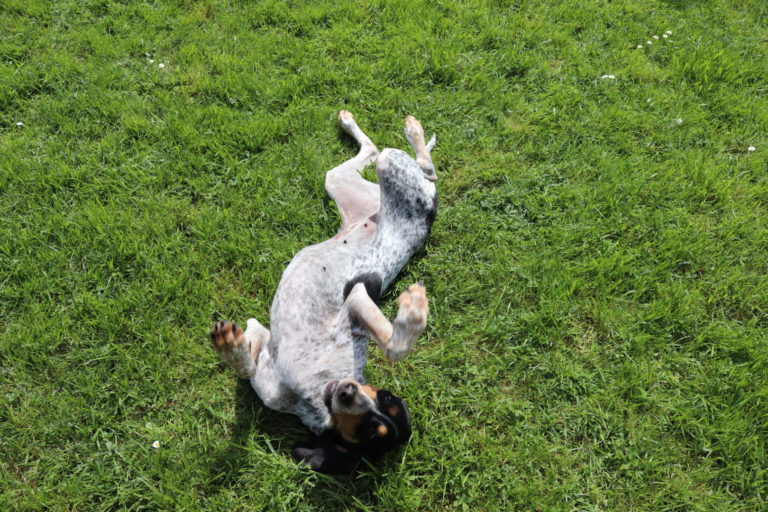 Épanouissement des chiens mêmes les plus craintifs.